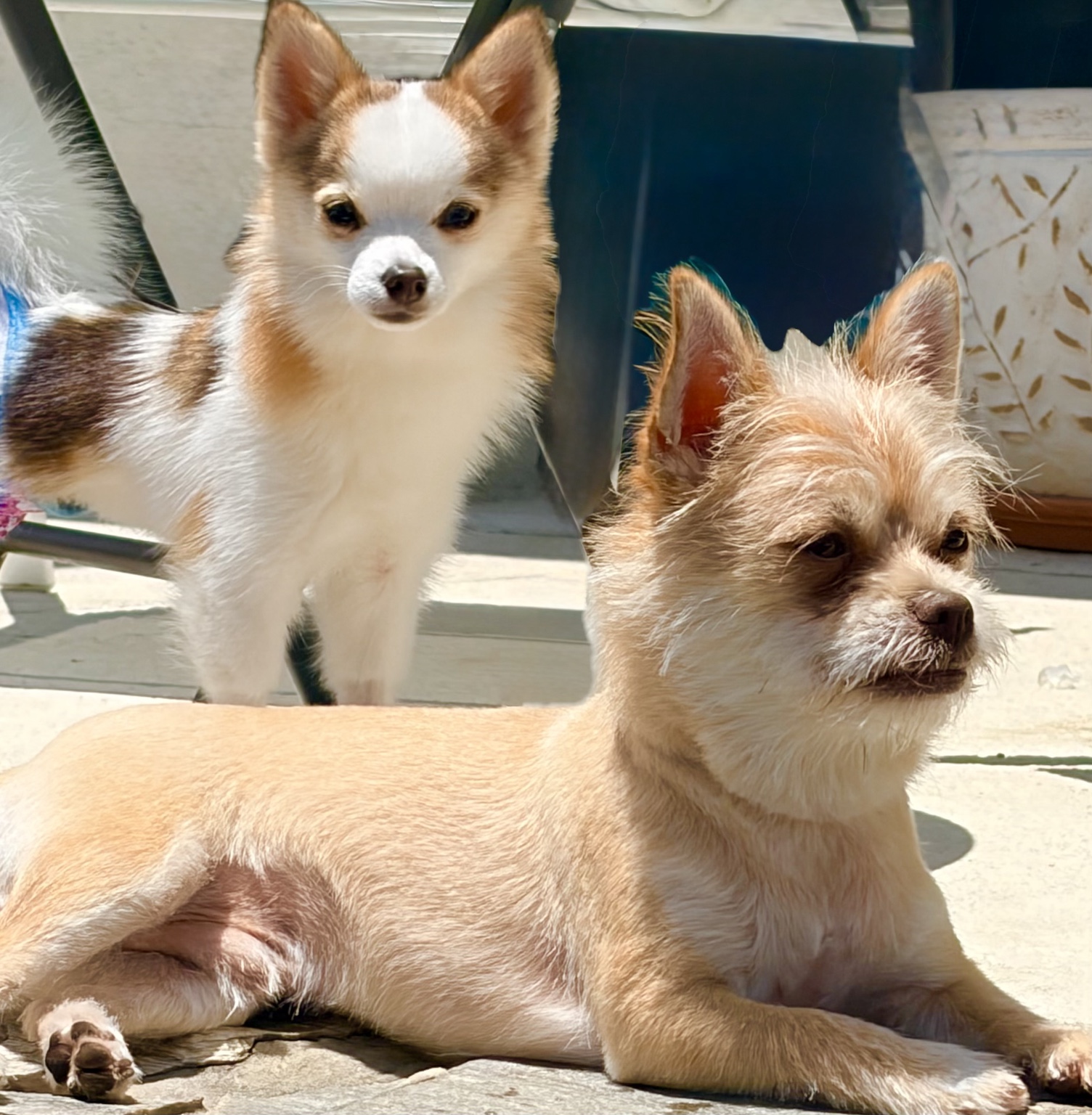 Rocky relaxing in the sunshine with Adrian standing behind him